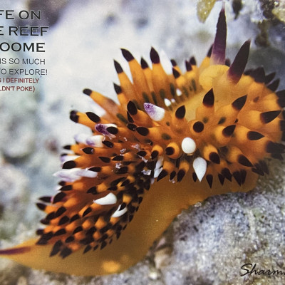 Life on the Reef Broome